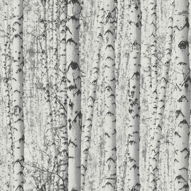 Birch Trees Wallpaper