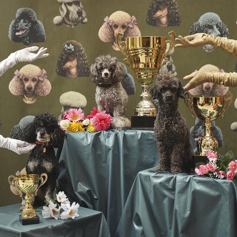 Poodle Parlour Wallpaper